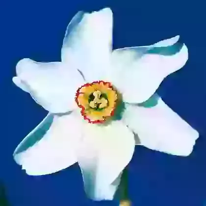 Old Pheasants Eye